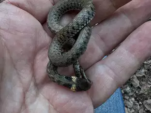 Kleine Schlange löst Freude bei Experten aus
