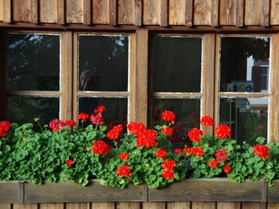 Blühendes Montan - Wettbewerb „Brennende Liab“