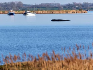 Gestrandeter Buckelwal: Lage am Ostersonntag unverändert