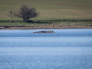 An deutscher Ostseeküste gestrandeter Buckelwal atmet weiter