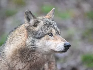 Schon 18 Wölfe in Nationalpark in Abruzzen vergiftet