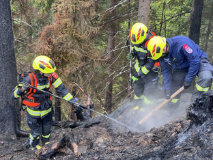 WWF fordert Schwammwald-Paket gegen Trockenheit