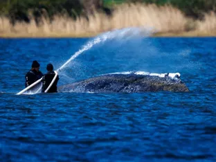 Aktionen am Buckelwal in der Ostsee fortgesetzt