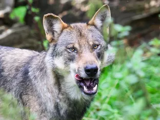 Wölfe in Park einer italienischen Bergregion vergiftet