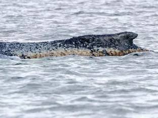 Experten gegen Lebendbergung von gestrandetem Wal