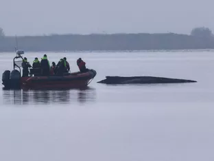 Buckelwal vor der deutschen Ostseeküste wird dort versterben