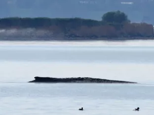 Buckelwal-Rettung in Ostsee gestartet