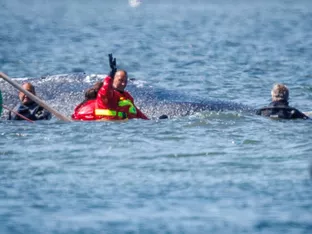 Gestrandeter Buckelwal zu Lastkahn gebracht
