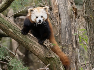 Neuzugang in Schönbrunn: Rotes Panda-Weibchen im Tiergarten