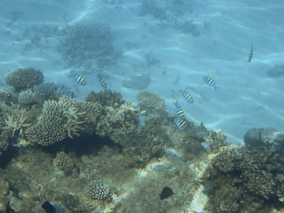 Zehntel der Ozeane laut UNO nun unter Schutz