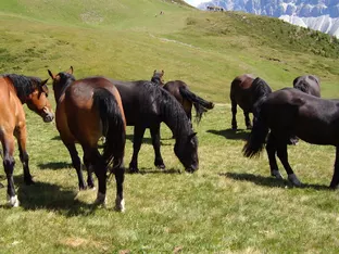 Tierzüchter als Bewahrer der Agrobiodiversität