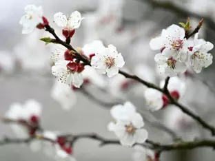 Nach dem Frühlingsstart kehrt der Frost wieder zurück