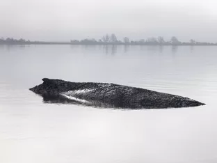 Gestrandeter Buckelwal: Rettung per Katamaran wird geprüft