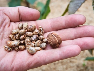 Doppelmordverdacht statt Lebensmittelvergiftung in Italien