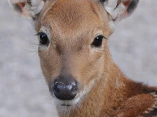 Tote Antilope in Tiergarten: Keine Spur zum Täter