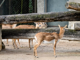 Tote Antilope im Zoo Schönbrunn: Gehegevideo ausgewertet