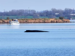 Gestrandeter Wal in Deutschland noch am Leben