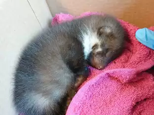 Verletzte Wildtiere in Bozen: Um jedes Leben wird gekämpft