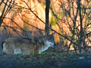 Wolfsabwehr ohne Entnahme: Herdenschutzzäune, Hirtenhunde oder Gummigeschosse?