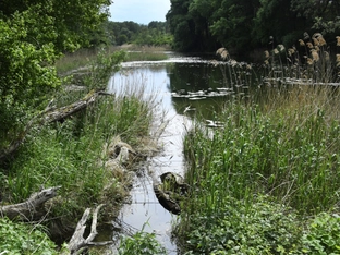 Trockenheit bedroht Untere Lobau im Nationalpark Donau-Auen