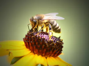 Bienen unter der Linse