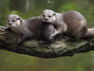 Seit 2020 rund 1.300 geschützte Tiere in Österreich getötet