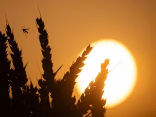 Mehr als 200 Hitzetote in Spanien seit Sonntag