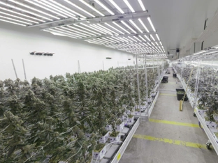 Eine Tonne Cannabis in Wien sichergestellt
