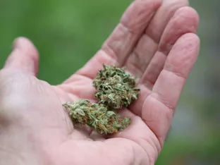 Eine Tonne Cannabis in Wien sichergestellt