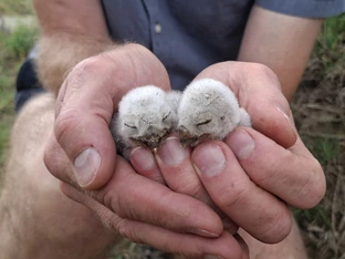 Forschende greifen dem Steinkauz unter die Schwingen
