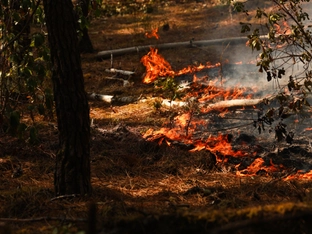 Sorge wegen Hitze und Wind in Frankreichs Waldbrandgebiet