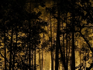 Riesiger Waldbrand im Süden von Paris