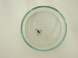 Vier Angestellte am Frankfurter Airport an Malaria erkrankt