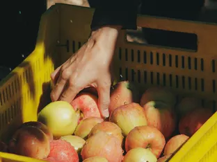 Erntehelfer und -helferinnen arbeiten länger und oft für mehr Betriebe