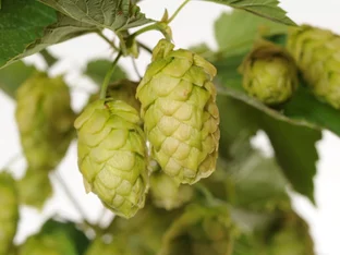 Weltweit wurden 1,4 Milliarden Liter weniger Bier gebraut
