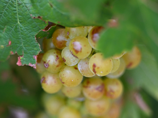 Weinlese in Burgund beginnt wegen Hitze so früh wie nie