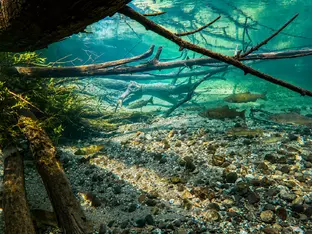 Fischereiverband: "Holz und Laub sind kein Müll"