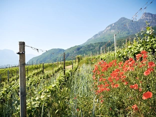 Mehr Nachhaltigkeit im Weinbau