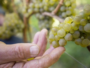 Weinlese heuer so früh wie nie gestartet