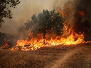 Waldbrände bei Athen wüten vierten Tag in Folge