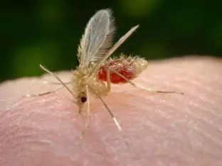 "Was ist das ‚Toscana-Virus‘, an dem Tommaso Paradiso erkrankt ist?"