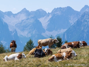 Urlaub in Österreich heuer stärker gefragt