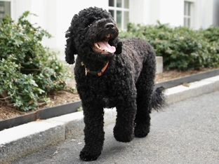 Früherer "First Dog": Obamas Hund Sunny ist tot