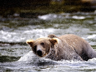 Dicker Sieger: Braunbär "Backpack" gewann "Fat Bear"-Wahl