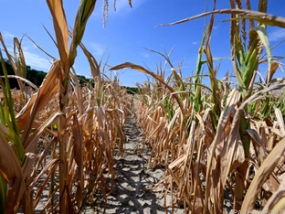 Frankreich befürchtet nach Extremsommer Ernteeinbußen