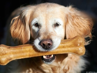 Wachhund versucht in den USA mit Einbrecher zu spielen