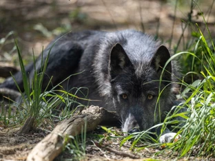 Wolf in Tirol ohne Abschussverordnung geschossen