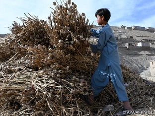 Opiumproduktion in Afghanistan nahm stark zu
