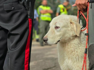 Carabinieri setzen Tierquälerei ein Ende