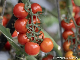 Warnung vor Salmonellen in italienischen Tomaten